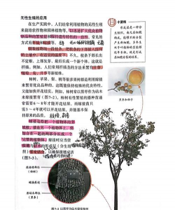 小众送妈妈的花有哪些花