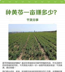 黄芩种植技术及亩收益
