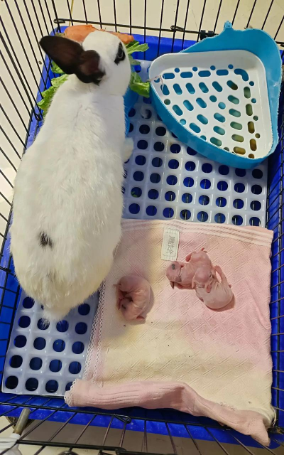 小众送妈妈的花有哪些花