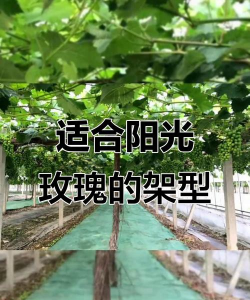 小众送妈妈的花有哪些花