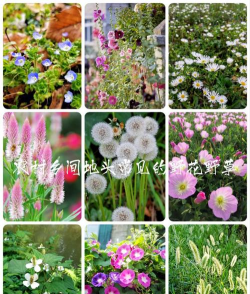 小众送妈妈的花有哪些花