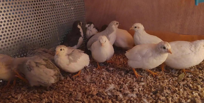 小众送妈妈的花有哪些花