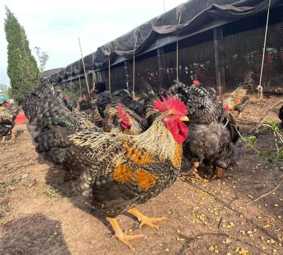 小众送妈妈的花有哪些花