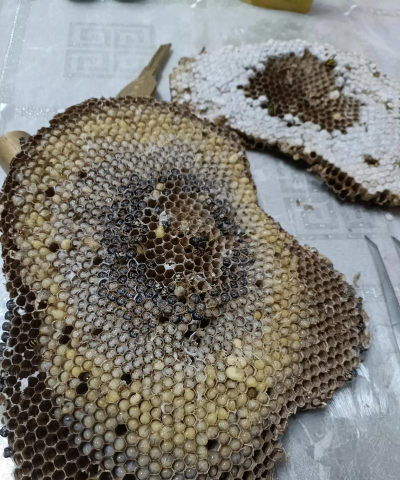 小众送妈妈的花有哪些花