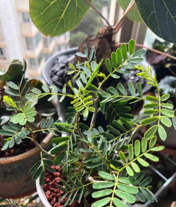 小众送妈妈的花有哪些花