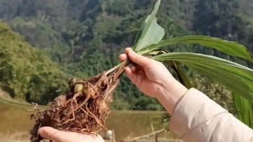 小众送妈妈的花有哪些花