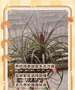 小众送妈妈的花有哪些花