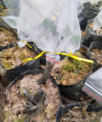 小众送妈妈的花有哪些花