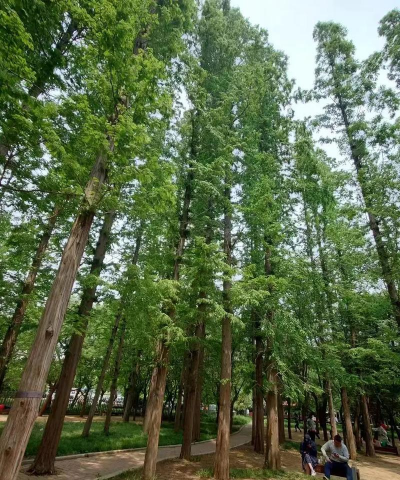 中山陵水杉树的位置