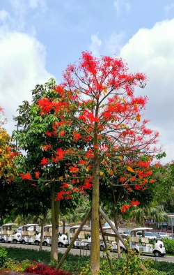 小众送妈妈的花有哪些花