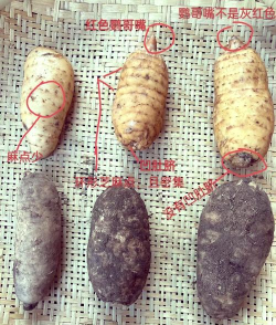 小草坝天麻和别的天麻区别