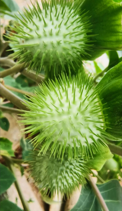 小众送妈妈的花有哪些花