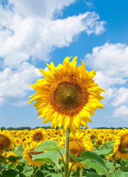 小众送妈妈的花有哪些花