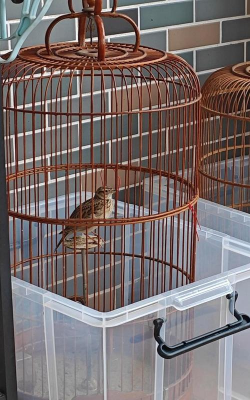 小众送妈妈的花有哪些花