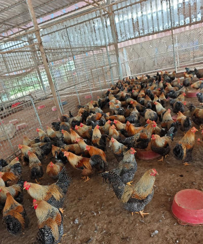 芦花鸡怎么养 芦花鸡怎么养