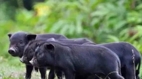 小众送妈妈的花有哪些花