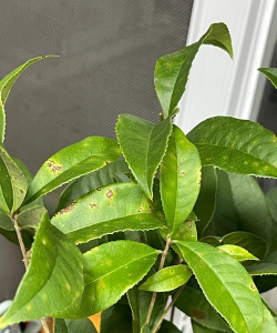 小众送妈妈的花有哪些花