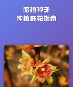 小众送妈妈的花有哪些花