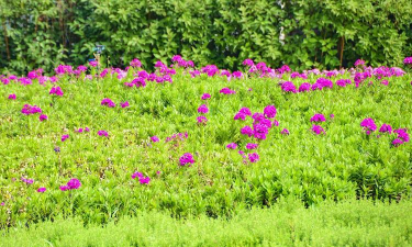 欧石竹做草坪能活几年