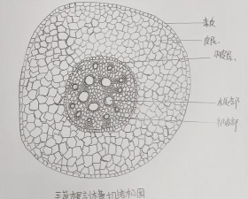 小众送妈妈的花有哪些花