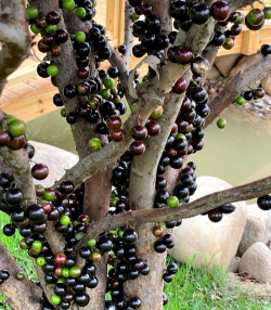 小众送妈妈的花有哪些花