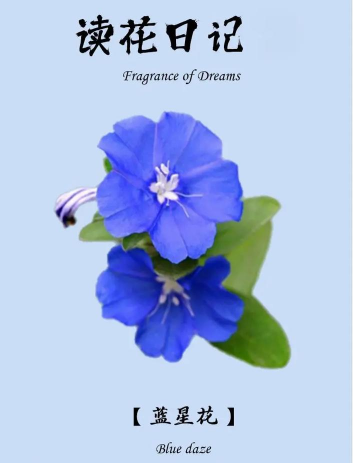 小众送妈妈的花有哪些花