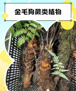 金毛狗蕨产地