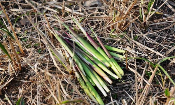 小众送妈妈的花有哪些花