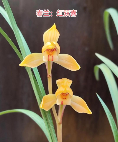 红双喜兰花一年开几次花