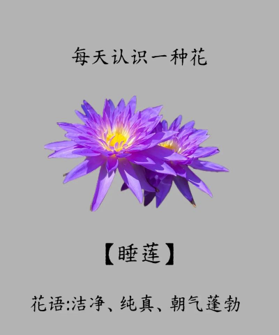 小众送妈妈的花有哪些花