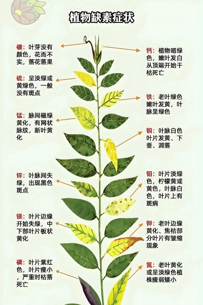 小众送妈妈的花有哪些花