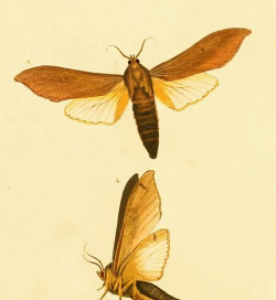 小众送妈妈的花有哪些花