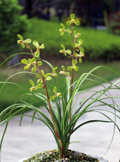 小众送妈妈的花有哪些花