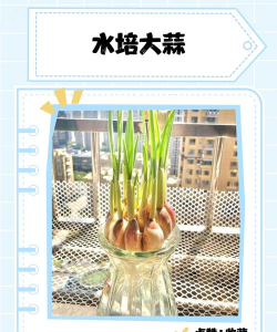 小众送妈妈的花有哪些花