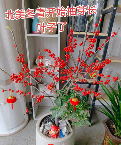 小众送妈妈的花有哪些花