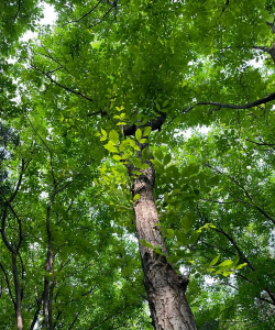 小众送妈妈的花有哪些花