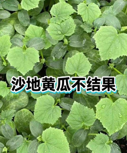 长蔓不结果是因为什么肥