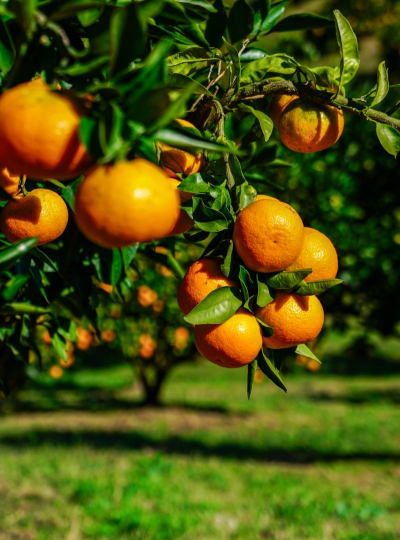小众送妈妈的花有哪些花