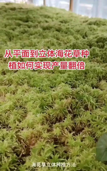 小众送妈妈的花有哪些花