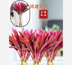 小众送妈妈的花有哪些花