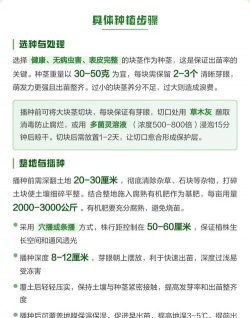 洋姜怎么种植方法视频