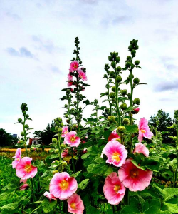 小众送妈妈的花有哪些花