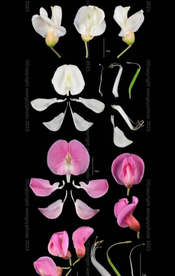 蝶形花冠中最大的花瓣是什么