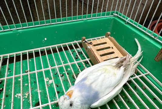 小众送妈妈的花有哪些花