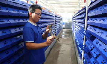 小众送妈妈的花有哪些花