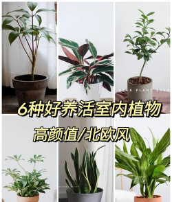 小众送妈妈的花有哪些花