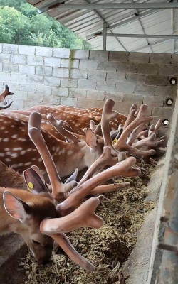 小众送妈妈的花有哪些花