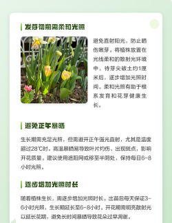 小众送妈妈的花有哪些花