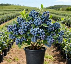 小众送妈妈的花有哪些花