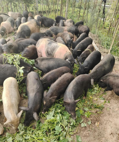 小众送妈妈的花有哪些花